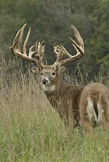 BuckDeer1_1_tn.jpg
