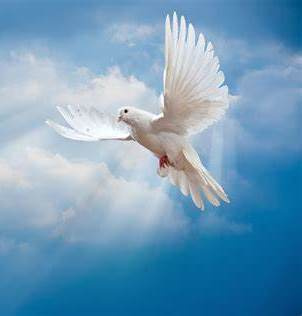 Dove_7_tn.jpg